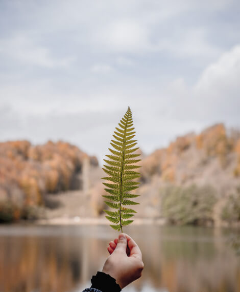 Mökki313 Leaf