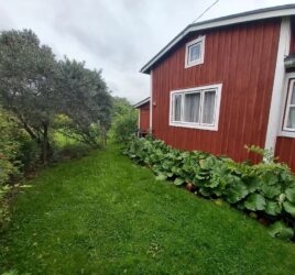 Punainen siirtolapuutarhamökki vehreällä palstalla
