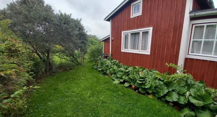 Punainen siirtolapuutarhamökki vehreällä palstalla